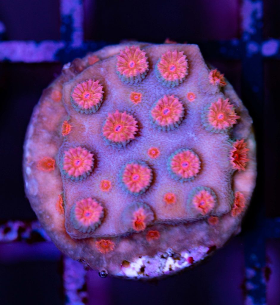 Frag Box Corals