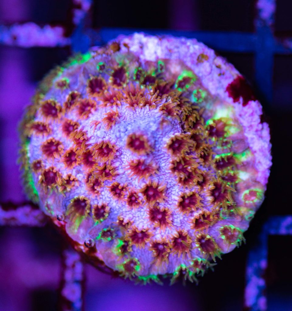 Frag Box Corals