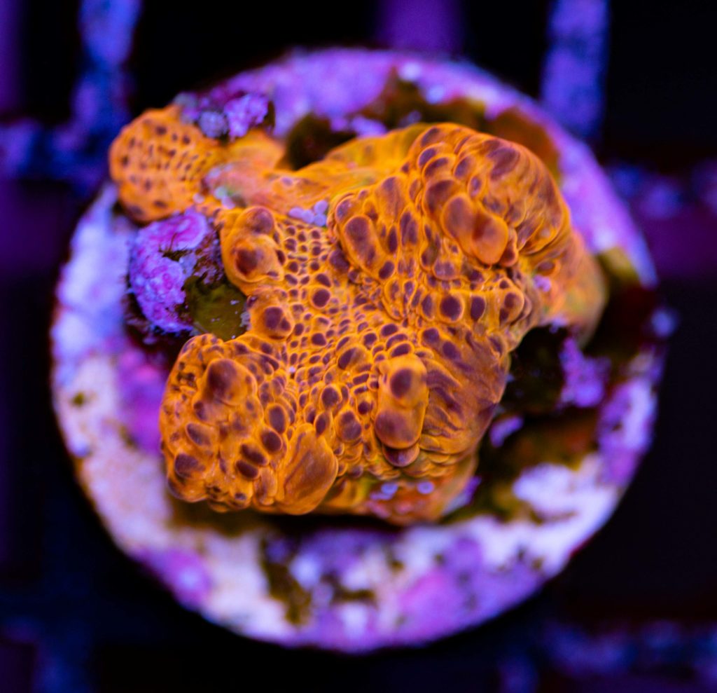 Frag Box Corals