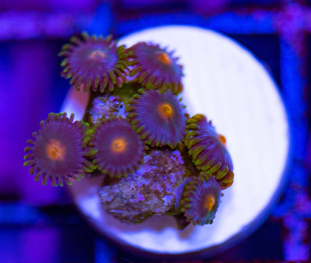 Frag Box Corals