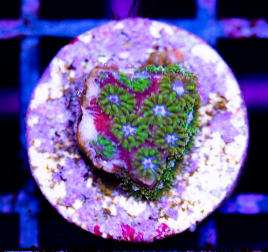Frag Box Corals