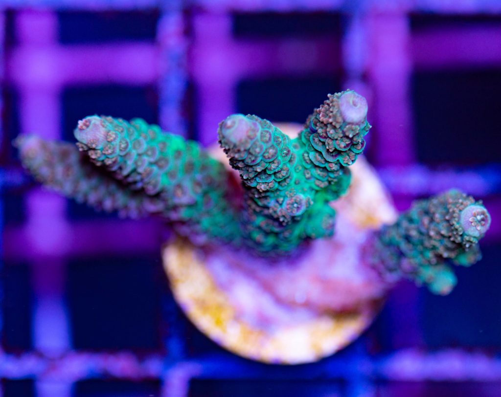 Frag Box Corals
