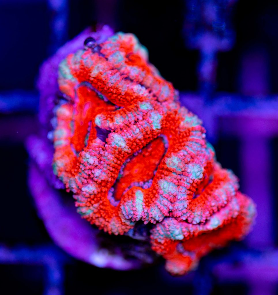 Frag Box Corals