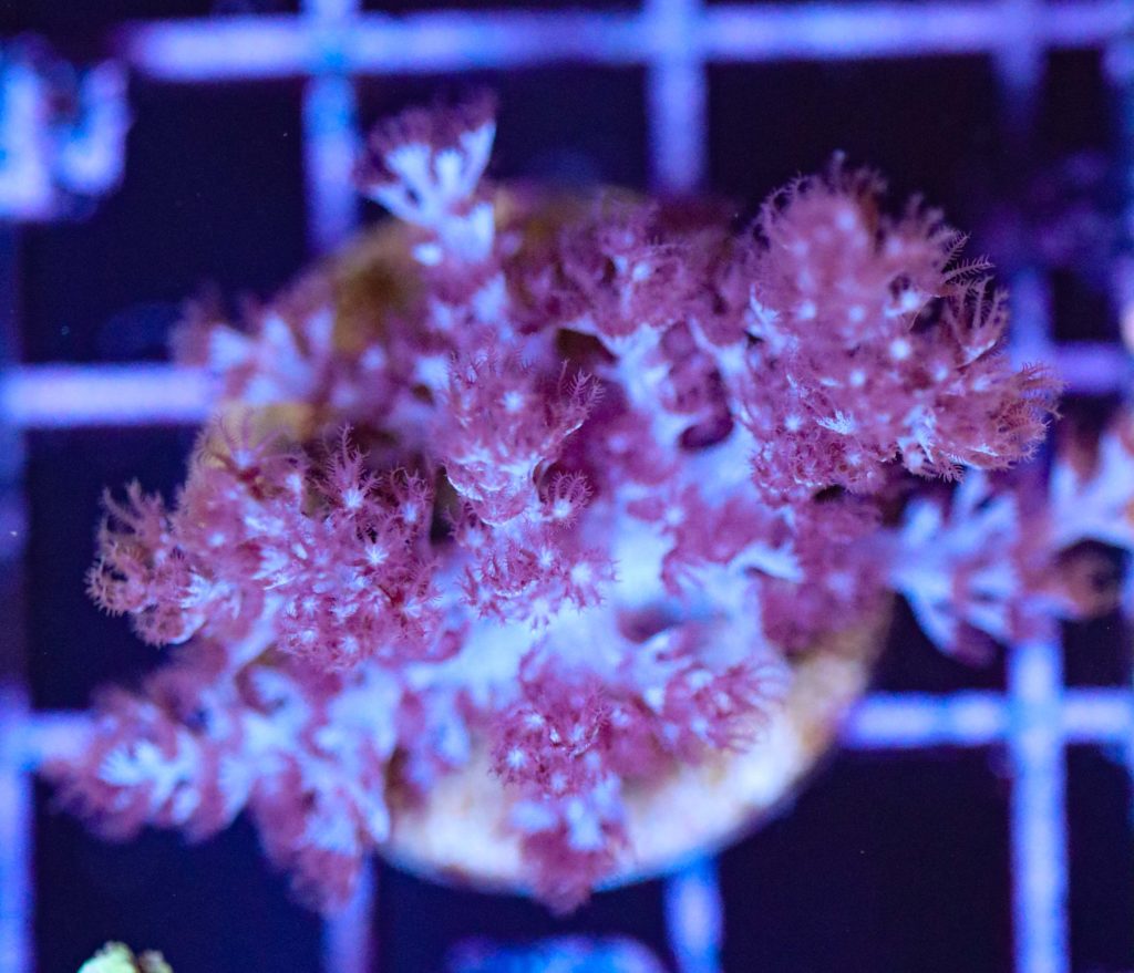 Frag Box Corals