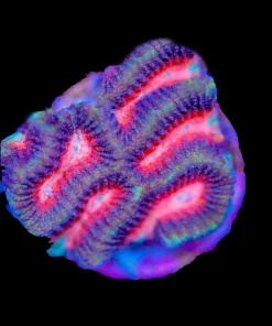 Red Maze Brain Coral
