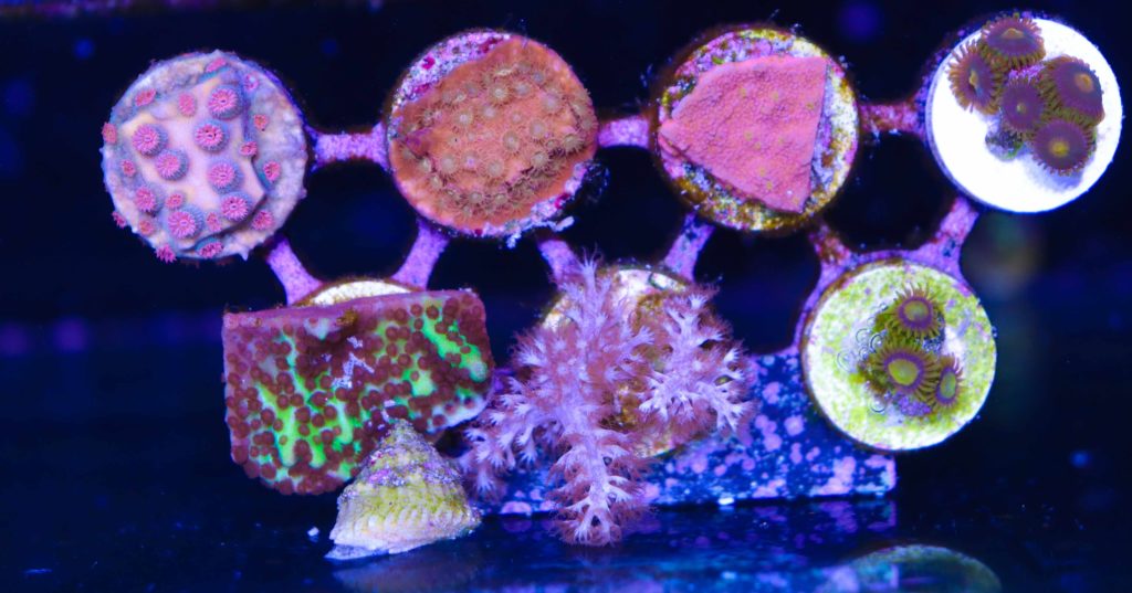 Frag Box Corals