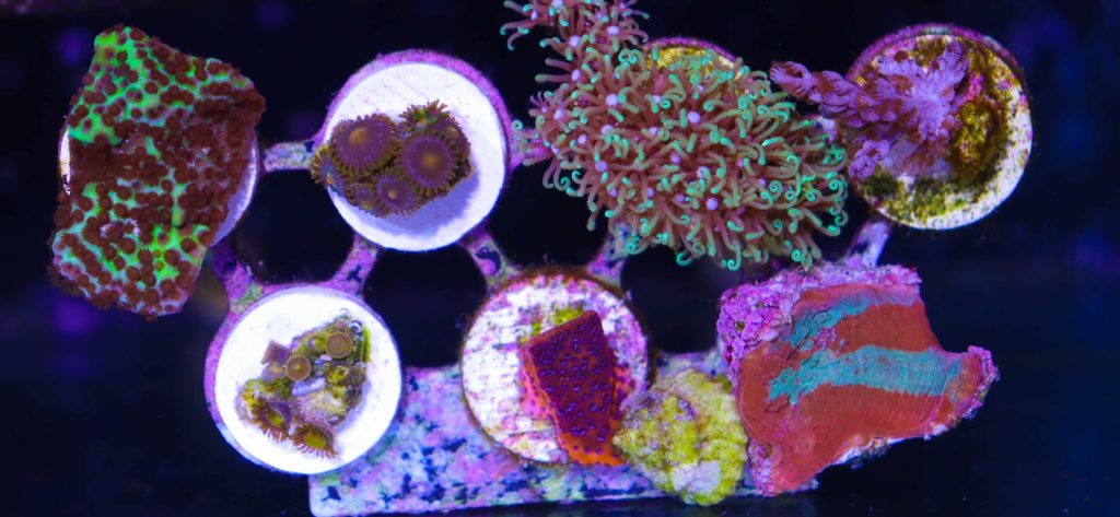 Frag Box Corals