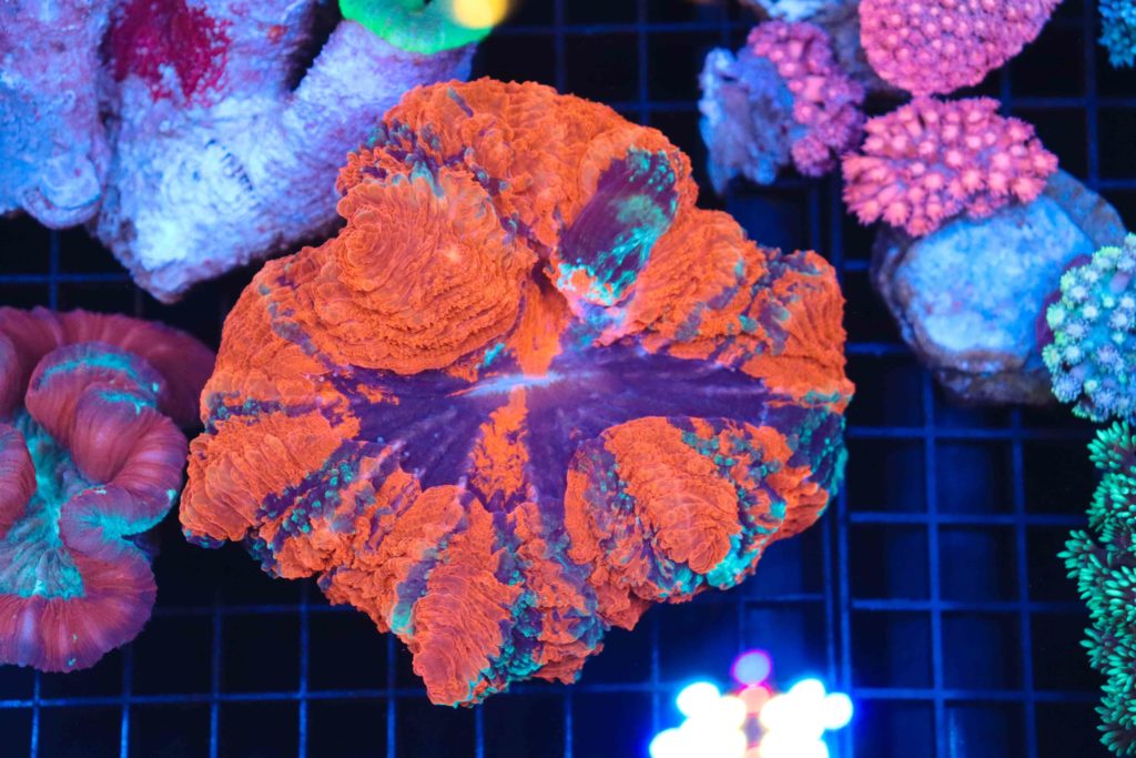 Frag Box Corals