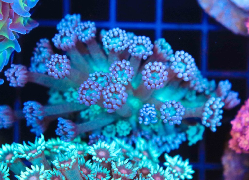Frag Box Corals