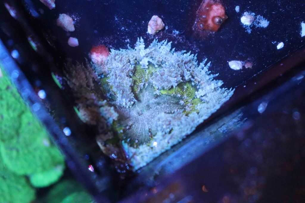 Frag Box Corals