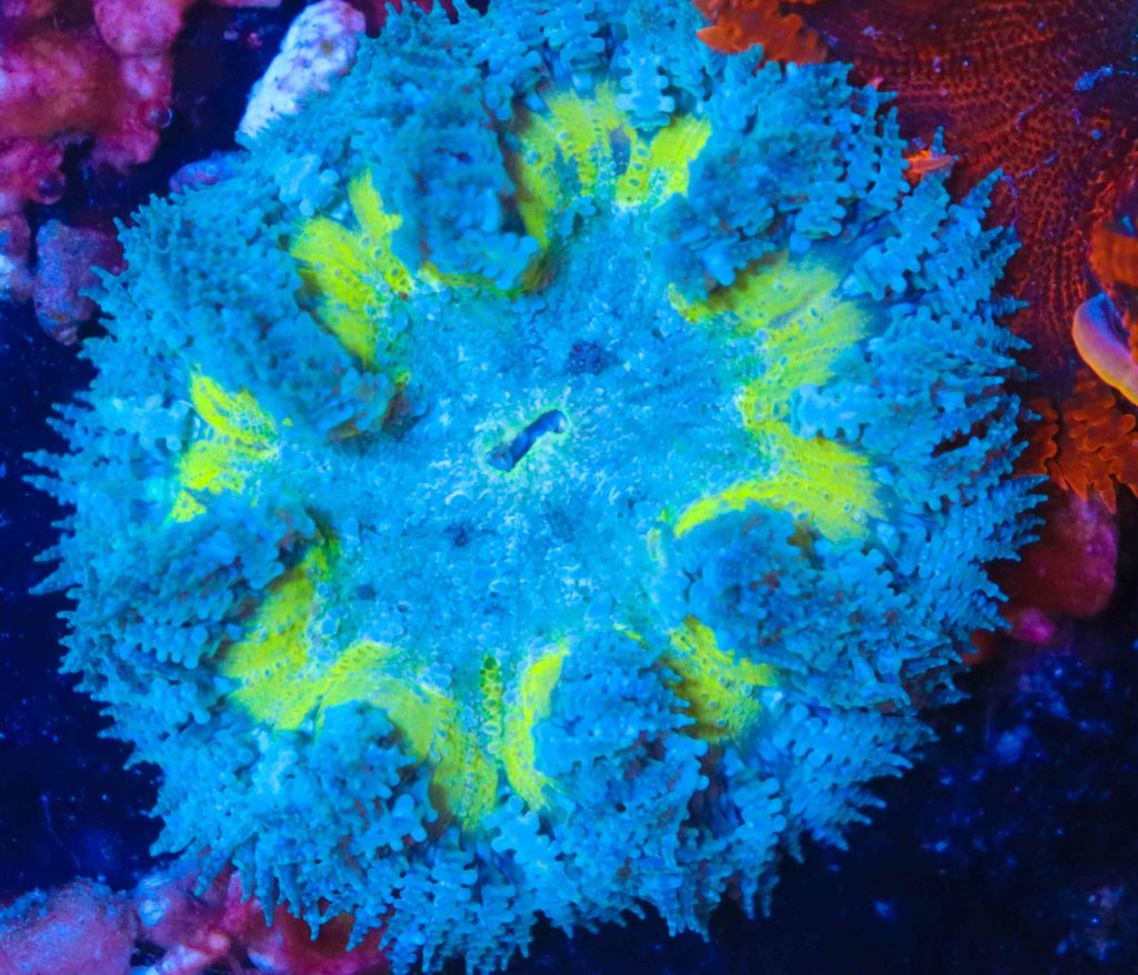 Frag Box Corals