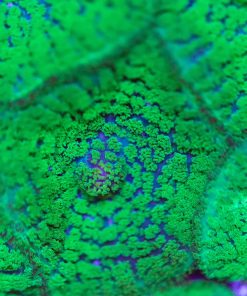 Green Rhodactis Mushroom
