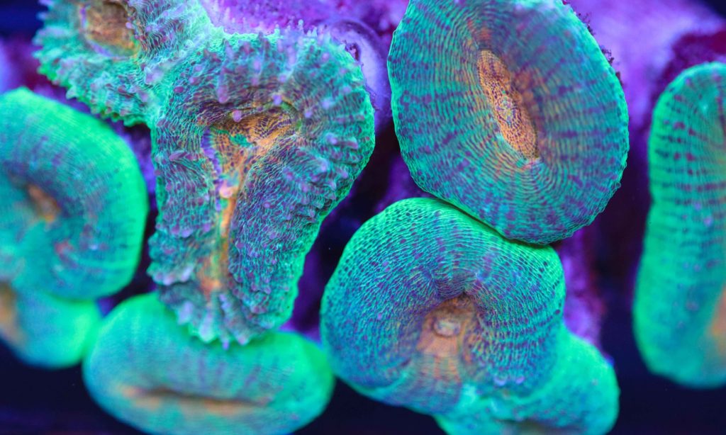 Frag Box Corals