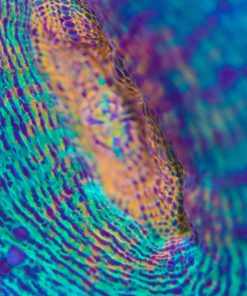 Lobophyllia Frag