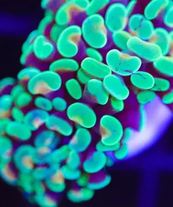 Irish Gold Hammer Coral