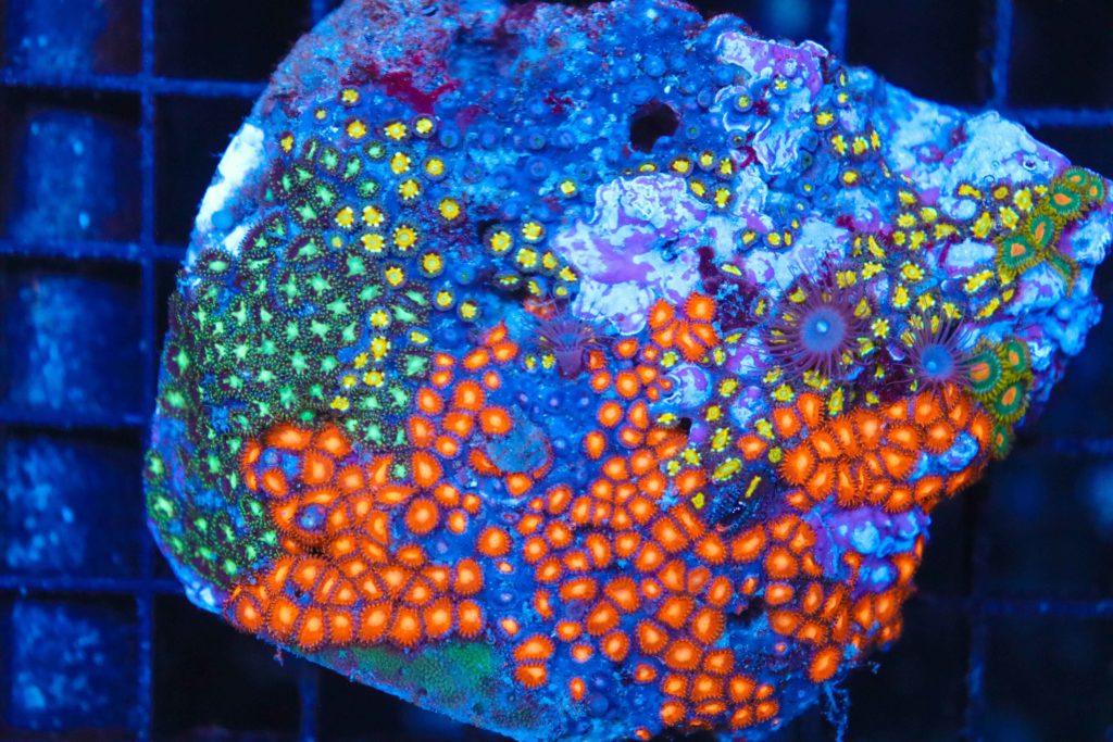 Frag Box Corals