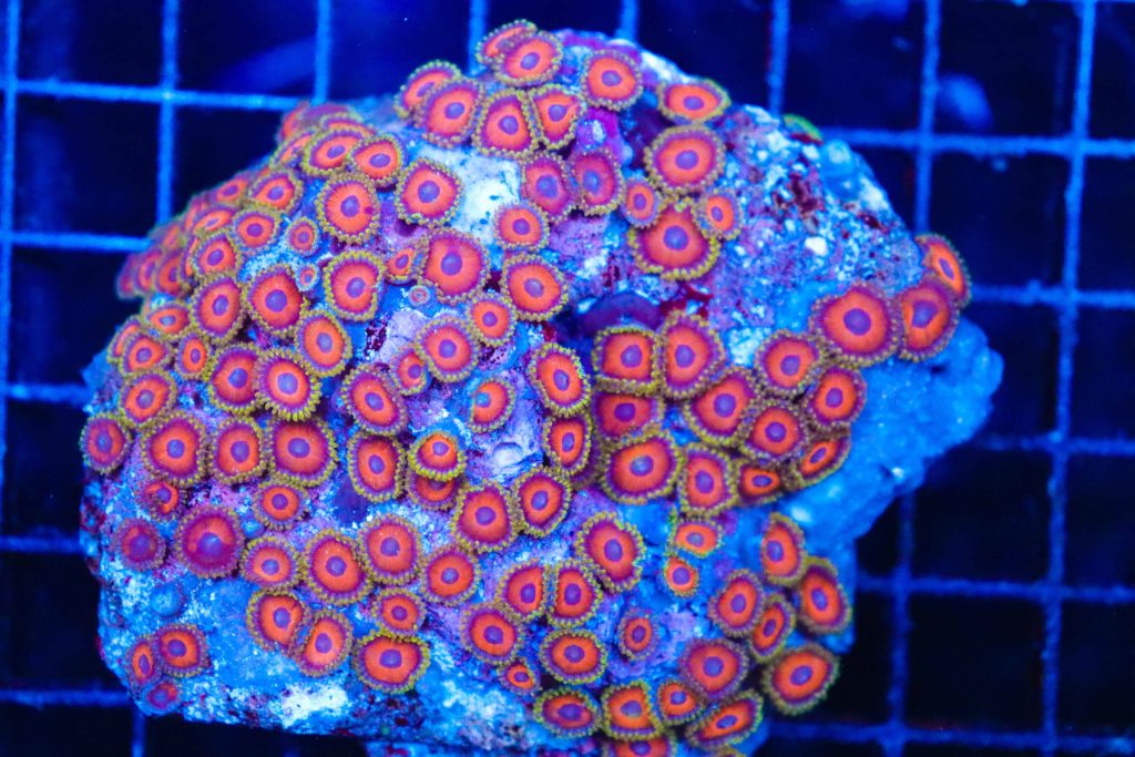 Frag Box Corals