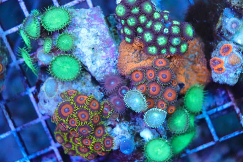 Frag Box Corals