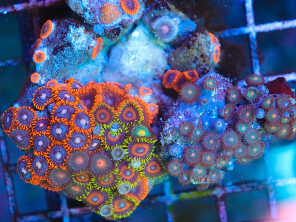 Frag Box Corals