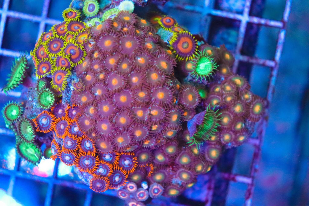 Frag Box Corals