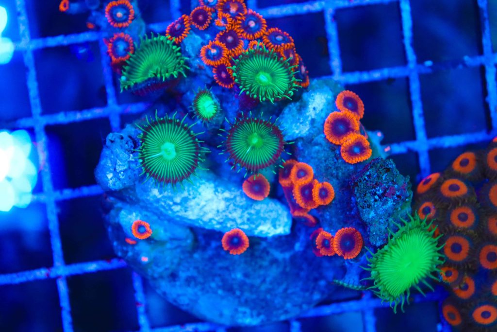 Frag Box Corals