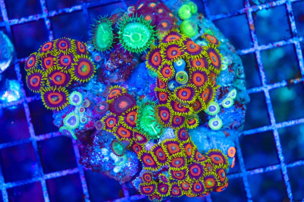 Frag Box Corals
