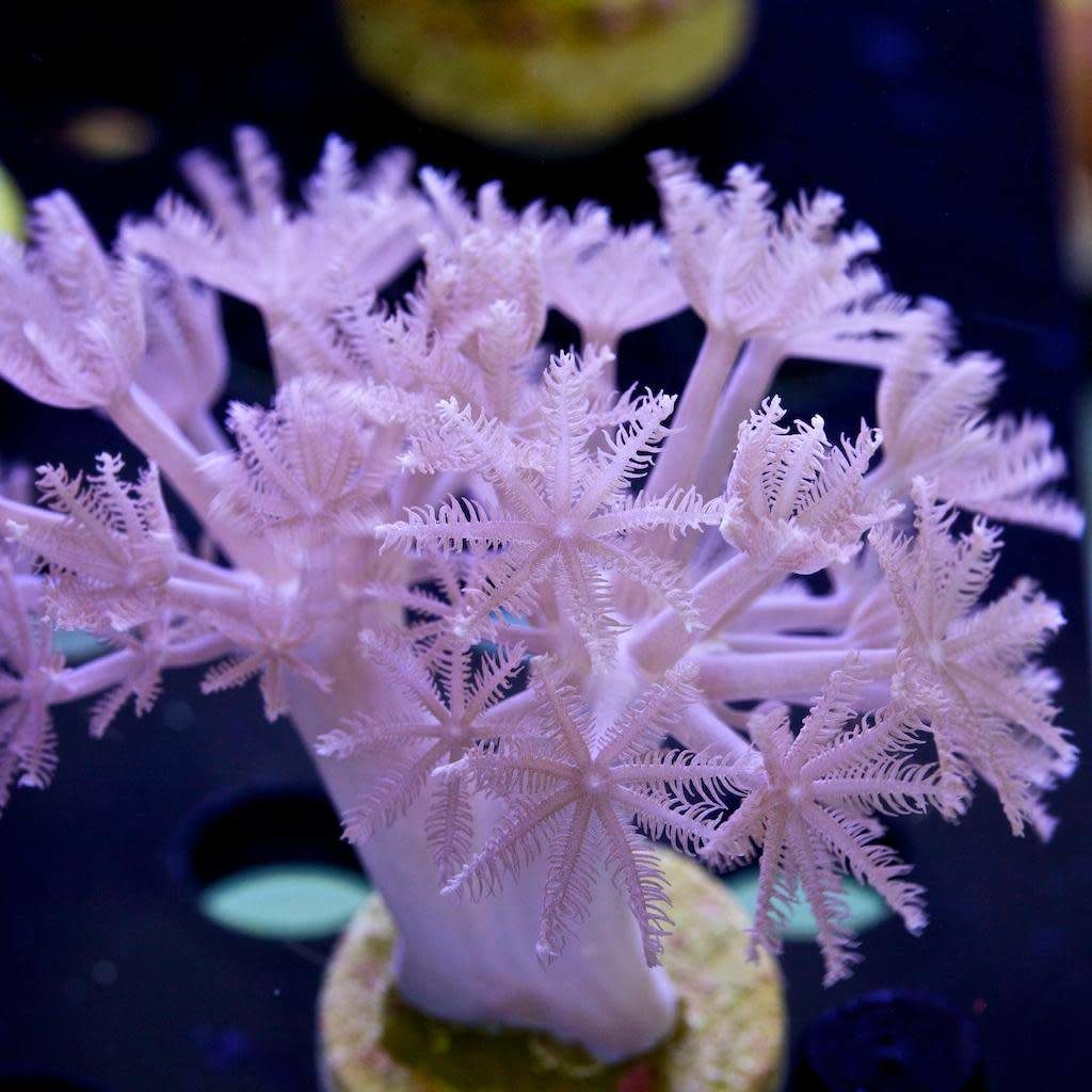 Frag Box Corals