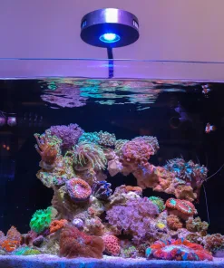 This nano reef just hit 4 years old!