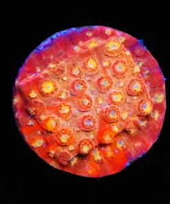 FCC Solar Flare Cyphastrea