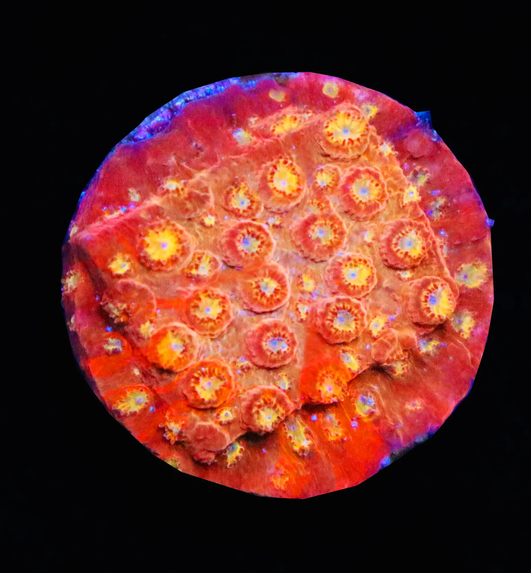 Solar Flare Cyphastrea