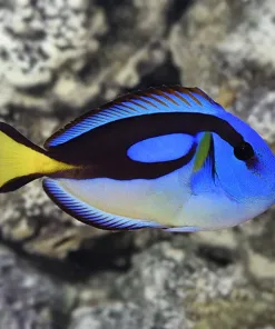 XL Blue Tang *Pick Up Only* 4 years in capativity healthy!