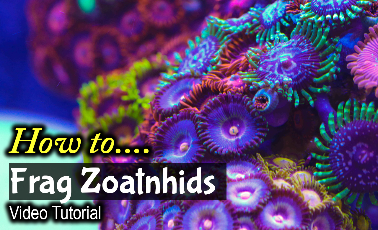 How To Frag Zoanthids Frag Box Corals