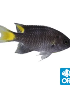 Regal Damselfish