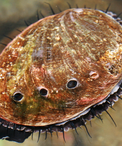 Abalone