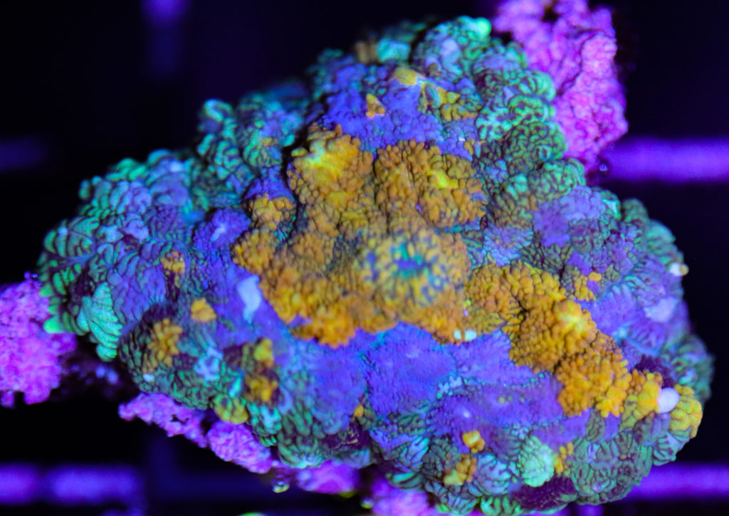 Frag Box Corals