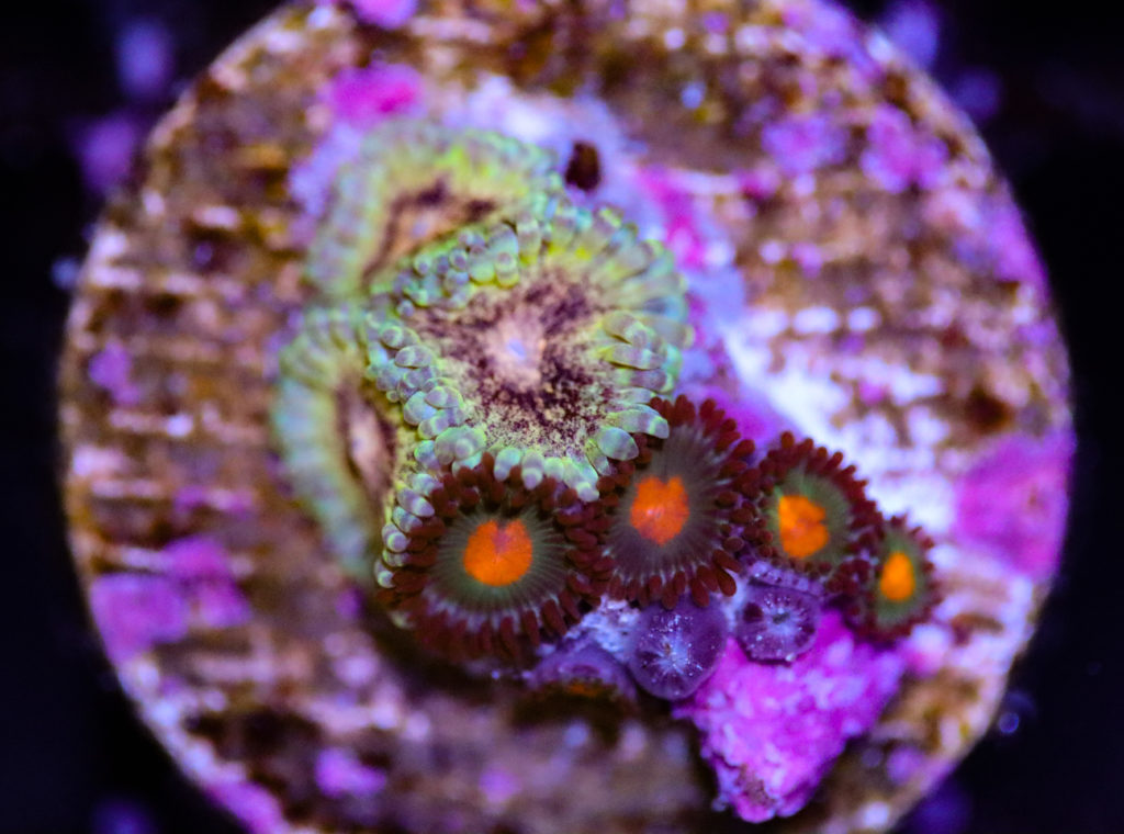 Frag Box Corals
