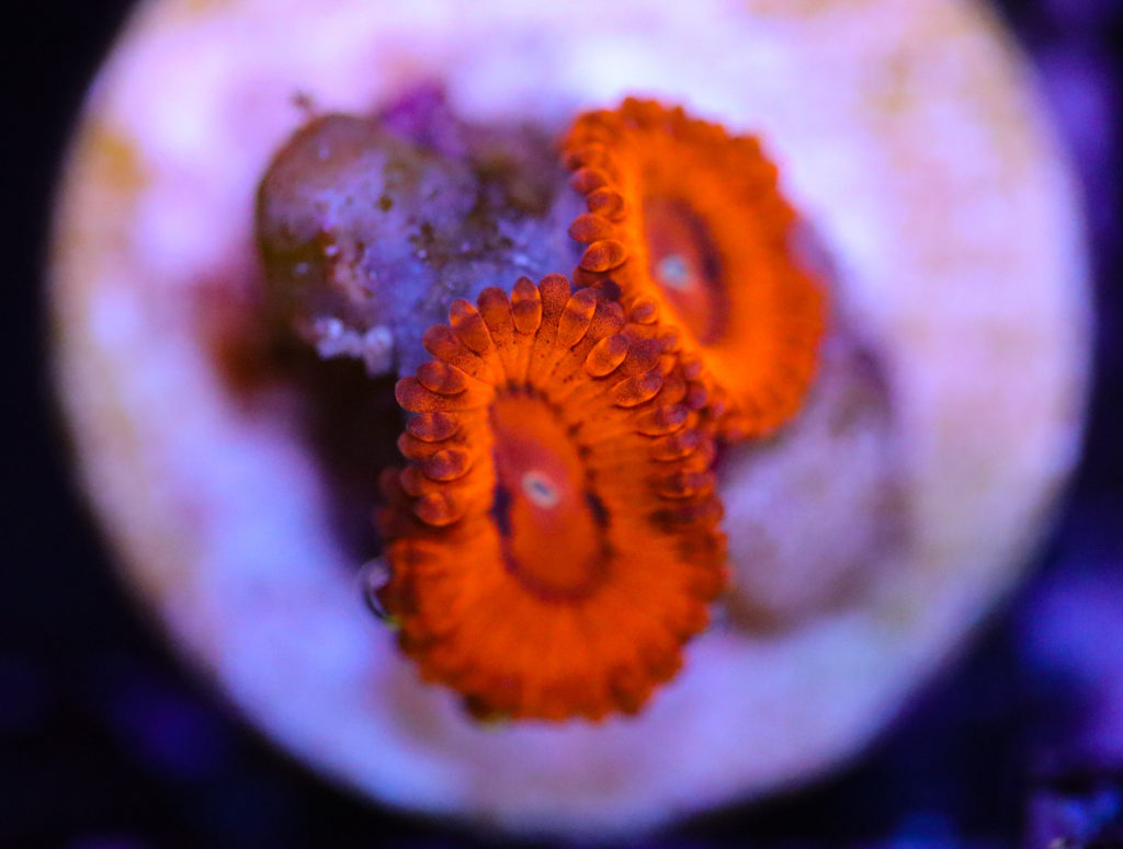 Frag Box Corals