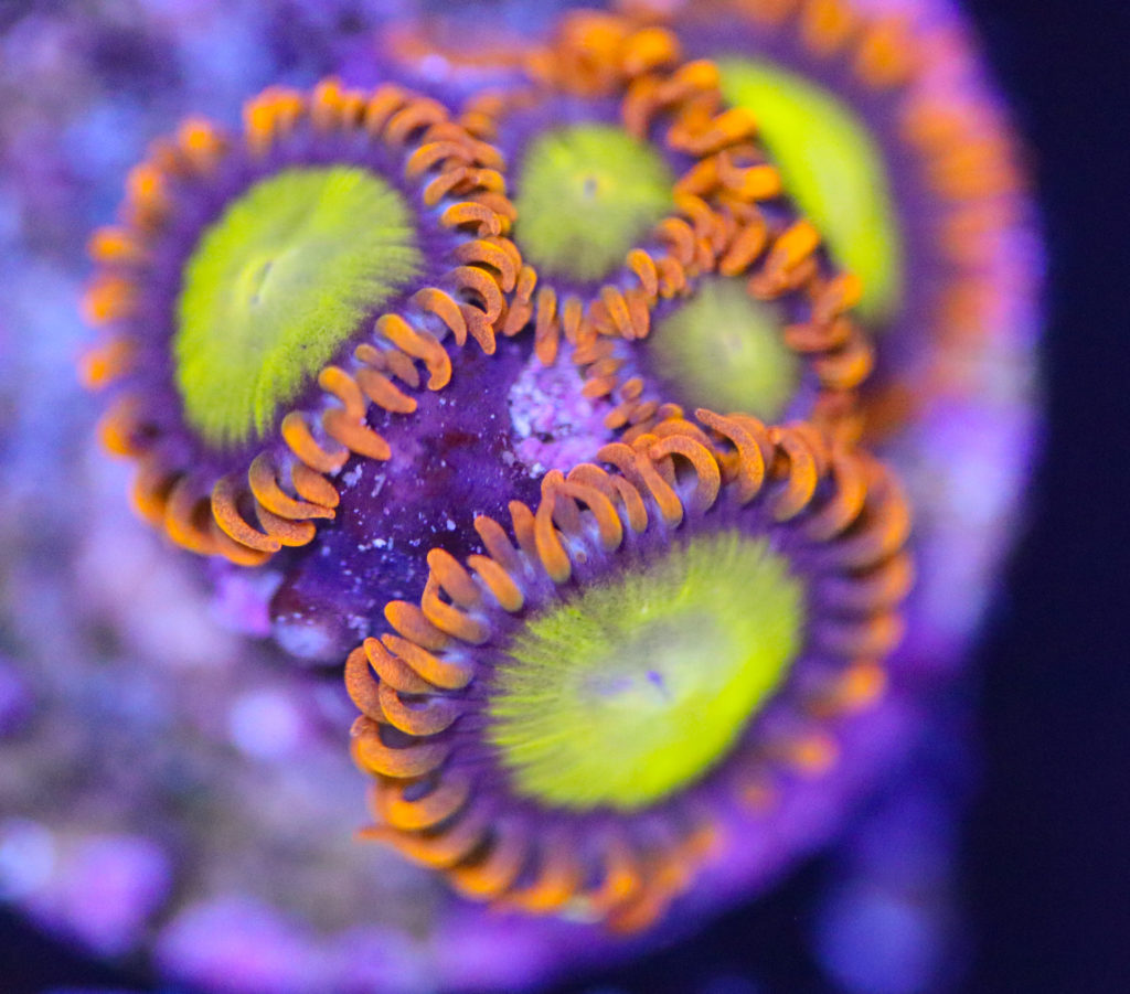 Frag Box Corals