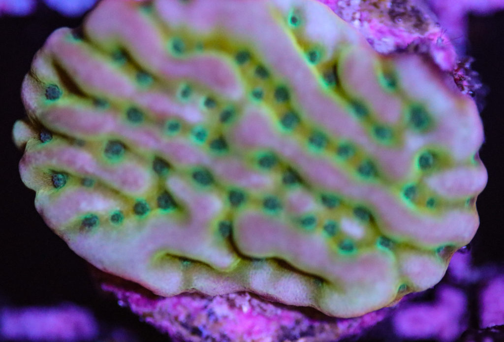 Frag Box Corals