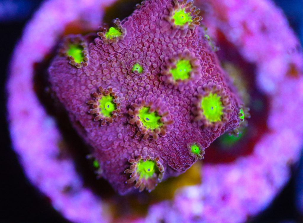 Frag Box Corals