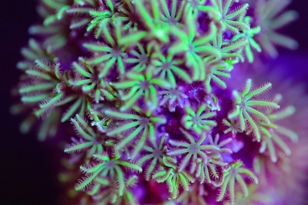 Frag Box Corals