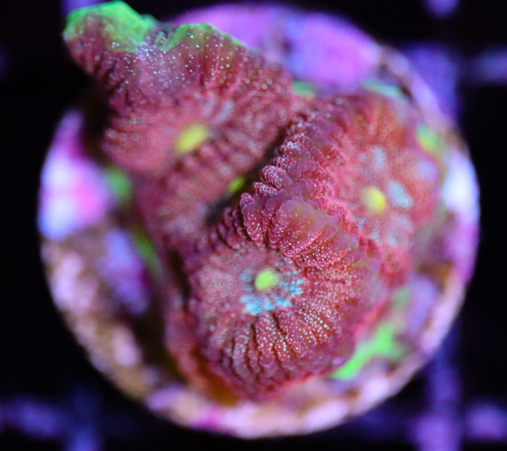 Frag Box Corals