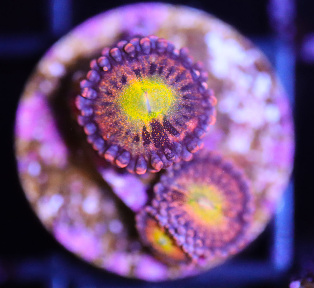 Frag Box Corals