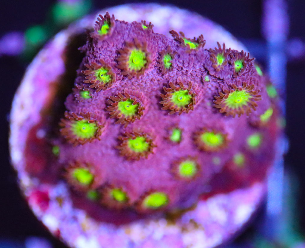Frag Box Corals