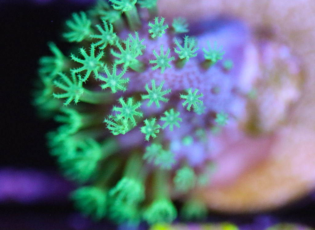 Frag Box Corals