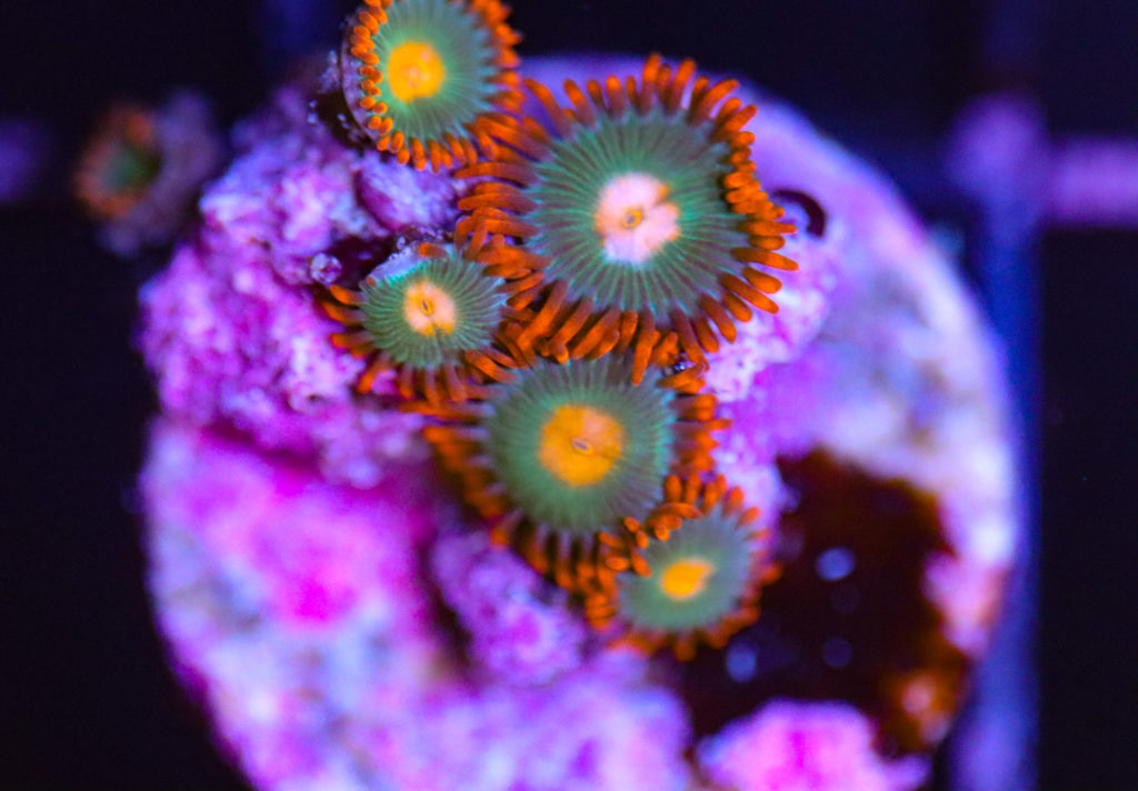 Frag Box Corals