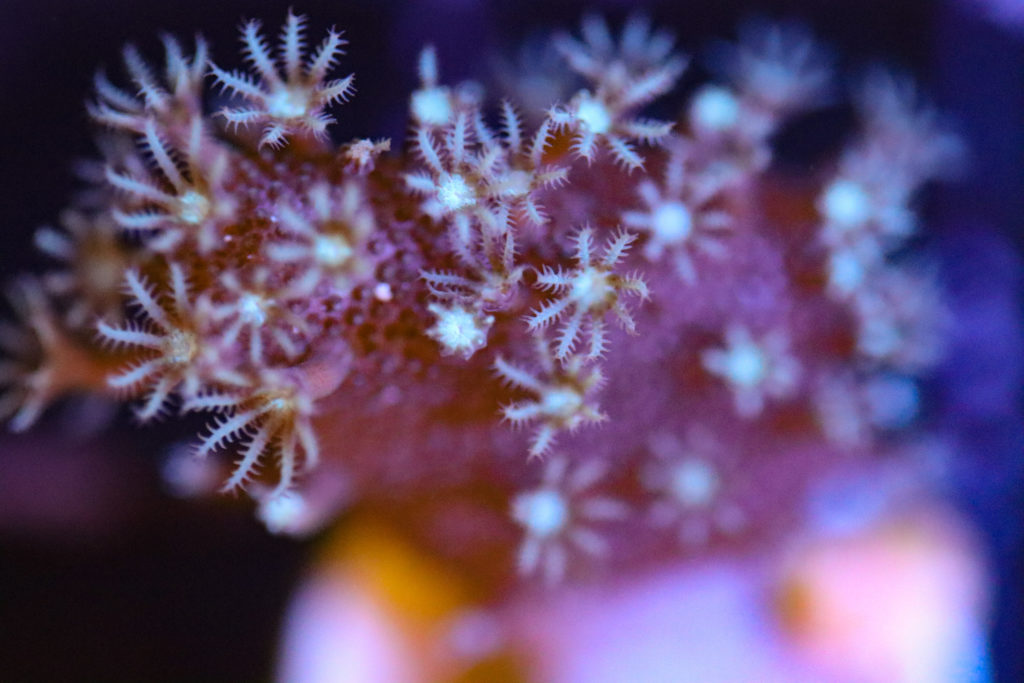 Frag Box Corals