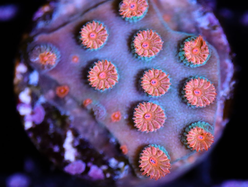 Frag Box Corals