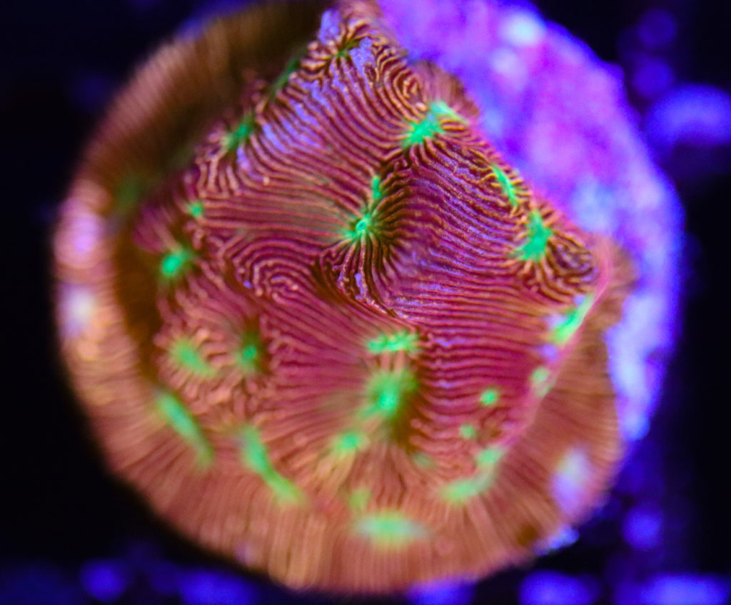 Frag Box Corals