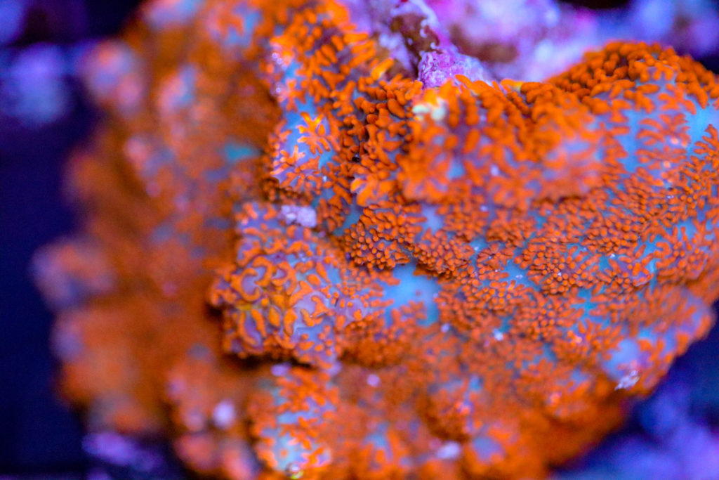 Frag Box Corals